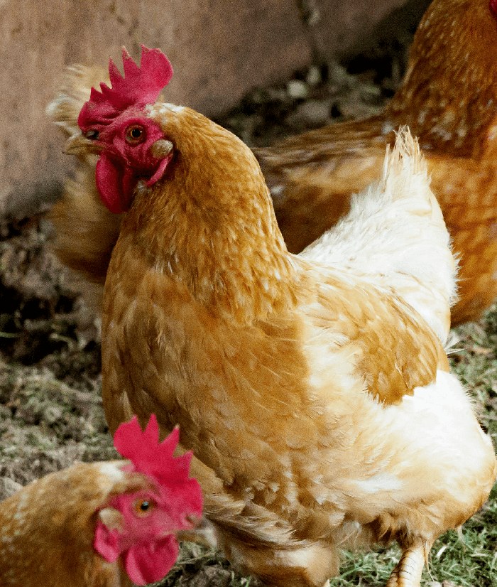 Identificadores para aves