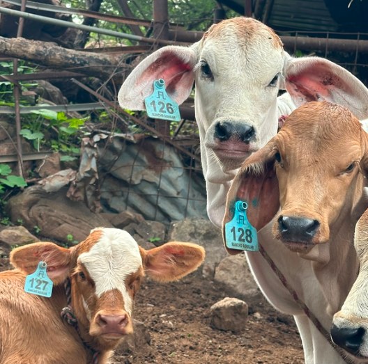 Bovino identificado con arete mediano azul