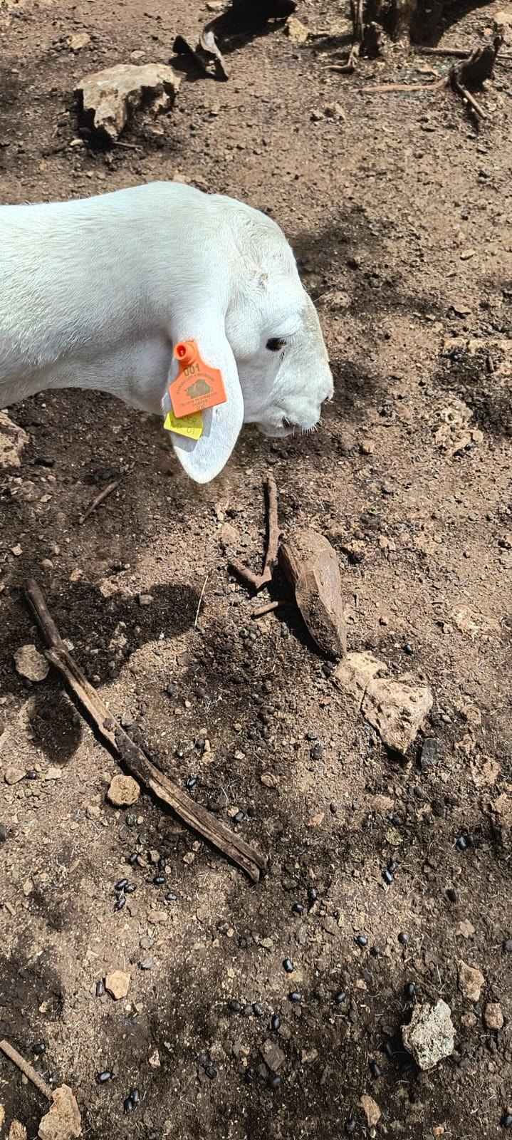 Caprino con arete pequeño — Rancho los 4 Potrillos