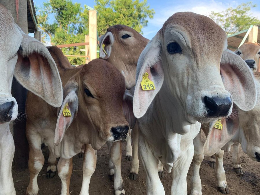 Bovino con arete mediano — Rancho MSC