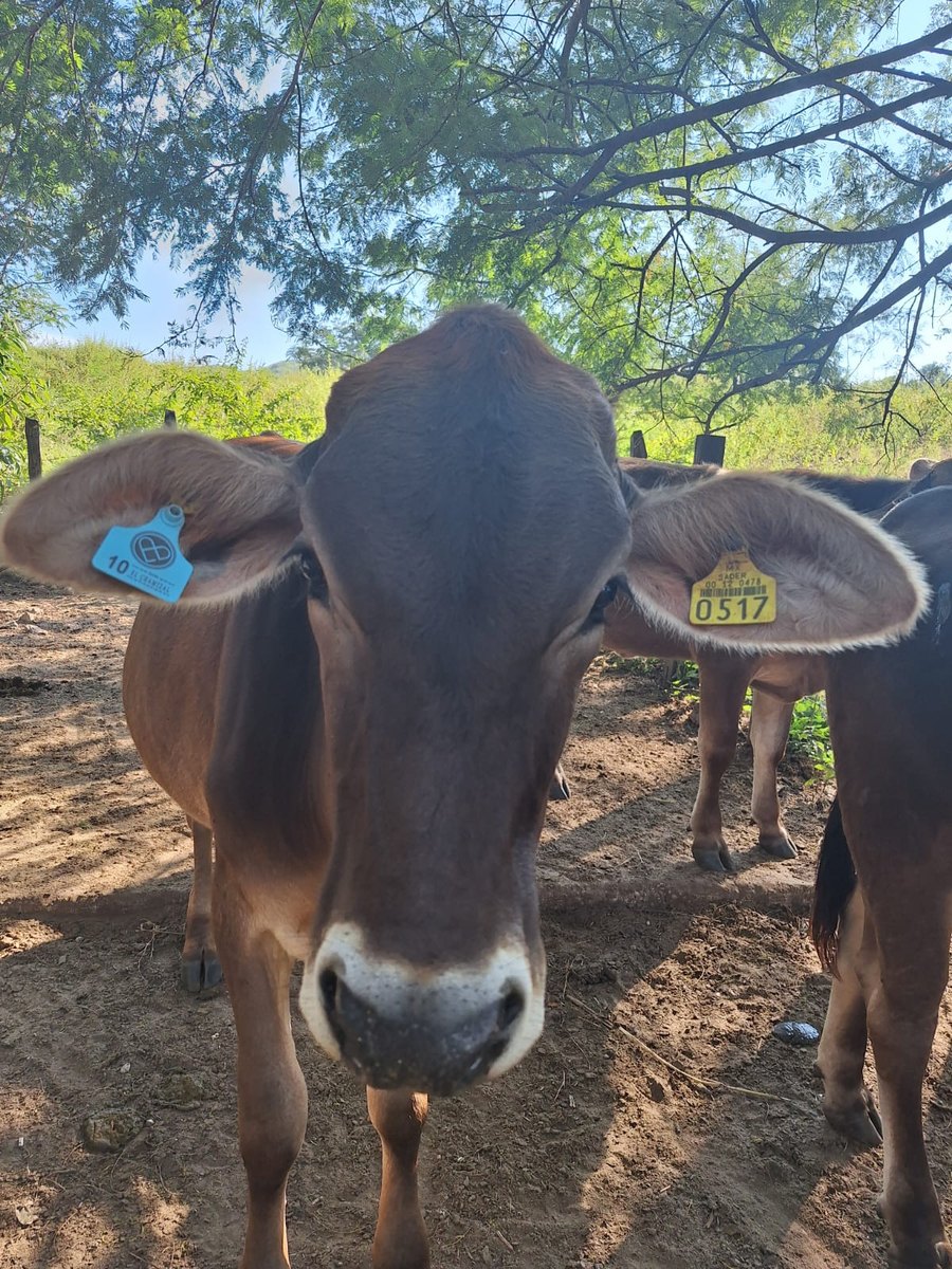 Bovino con arete mediano — Rancho el Chamizal